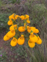 Calceolaria corymbosa
