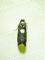 Cydia albimaculana