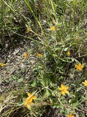 Mentzelia oligosperma