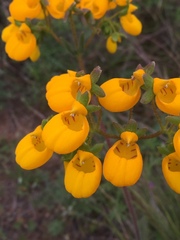 Calceolaria corymbosa