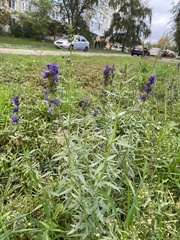 Hyssopus officinalis