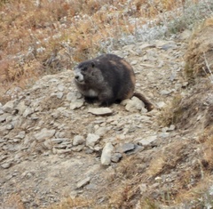 Marmota olympus