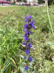 Hyssopus officinalis