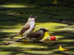 Pycnonotus aurigaster