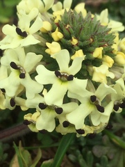 Glandularia sulphurea