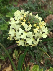 Glandularia sulphurea
