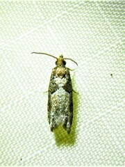 Epinotia