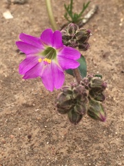 Mirabilis cordifolia
