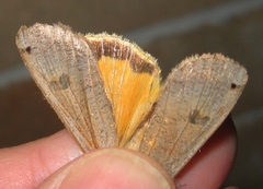 Noctua pronuba