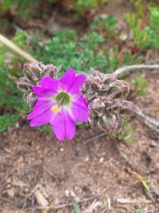 Mirabilis cordifolia