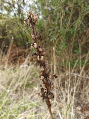 Asphodeline lutea
