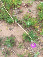 Mirabilis cordifolia