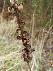 Asphodeline lutea