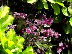 Fridericia