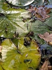 Pelophylax ridibundus