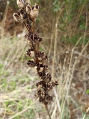 Asphodeline lutea