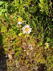 Erigeron peregrinus