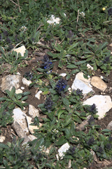 Ajuga