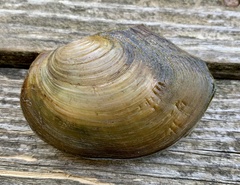 Sinanodonta woodiana