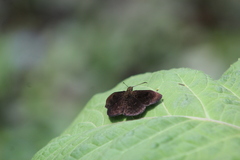 Hesperiidae