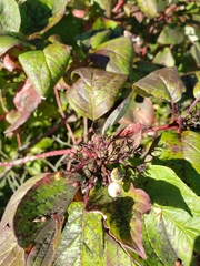 Cornus sericea