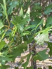 Quercus buckleyi