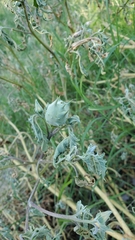 Datura quercifolia