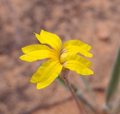 Goodenia willisiana