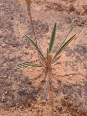 Goodenia willisiana