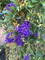 Duranta erecta