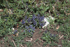 Ajuga