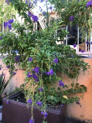 Duranta erecta