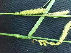 Carex paniculata