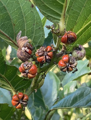 Glochidion zeylanicum