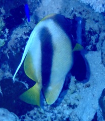 Heniochus intermedius