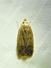 Autosticha kyotensis