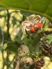 Glochidion zeylanicum