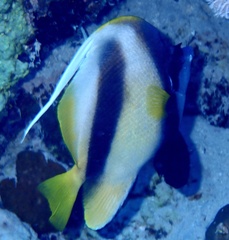 Heniochus intermedius