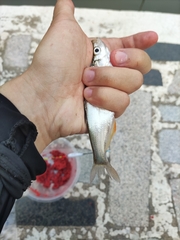 Chanodichthys erythropterus