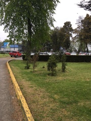 Luma apiculata