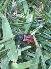 Astylus trifasciatus