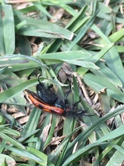 Astylus trifasciatus