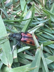 Astylus trifasciatus