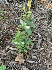 Physostegia virginiana