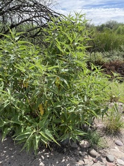 Ambrosia ambrosioides