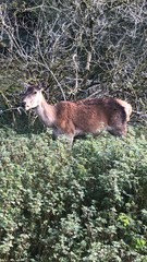 Cervus elaphus elaphus