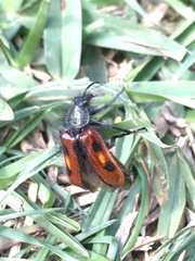 Astylus trifasciatus