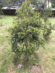 Luma apiculata