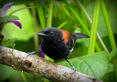 Black-Hooded Antwren photo 3