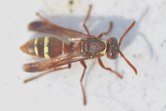 Polistes badius